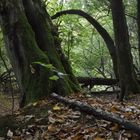 im Nationalpark Harz