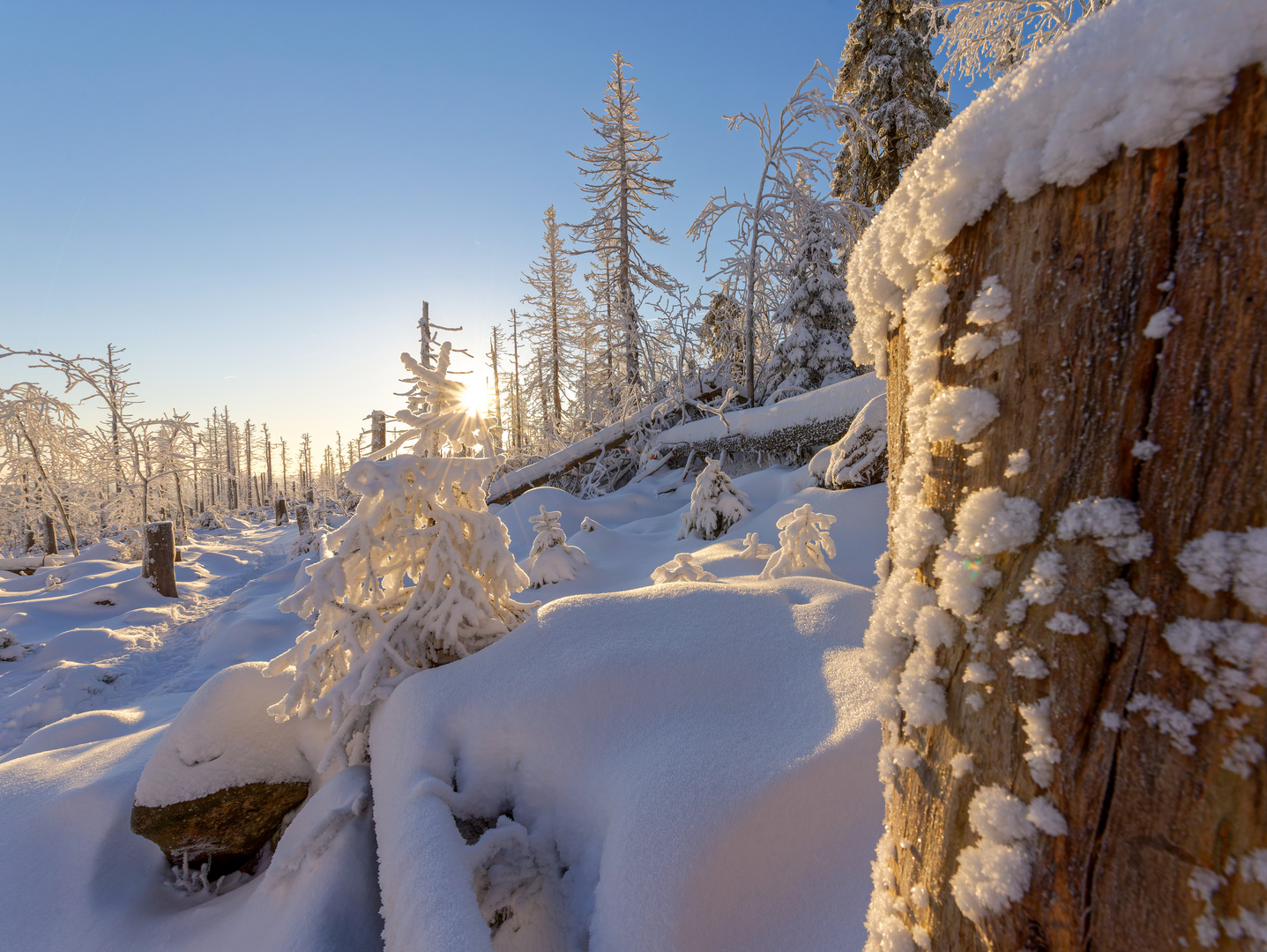 Im Nationalpark Harz