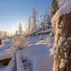 Im Nationalpark Harz