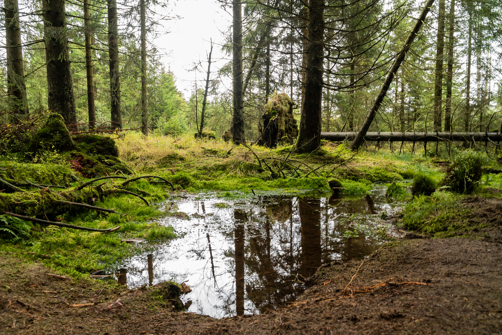 Im Nationalpark Harz....