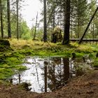 Im Nationalpark Harz....