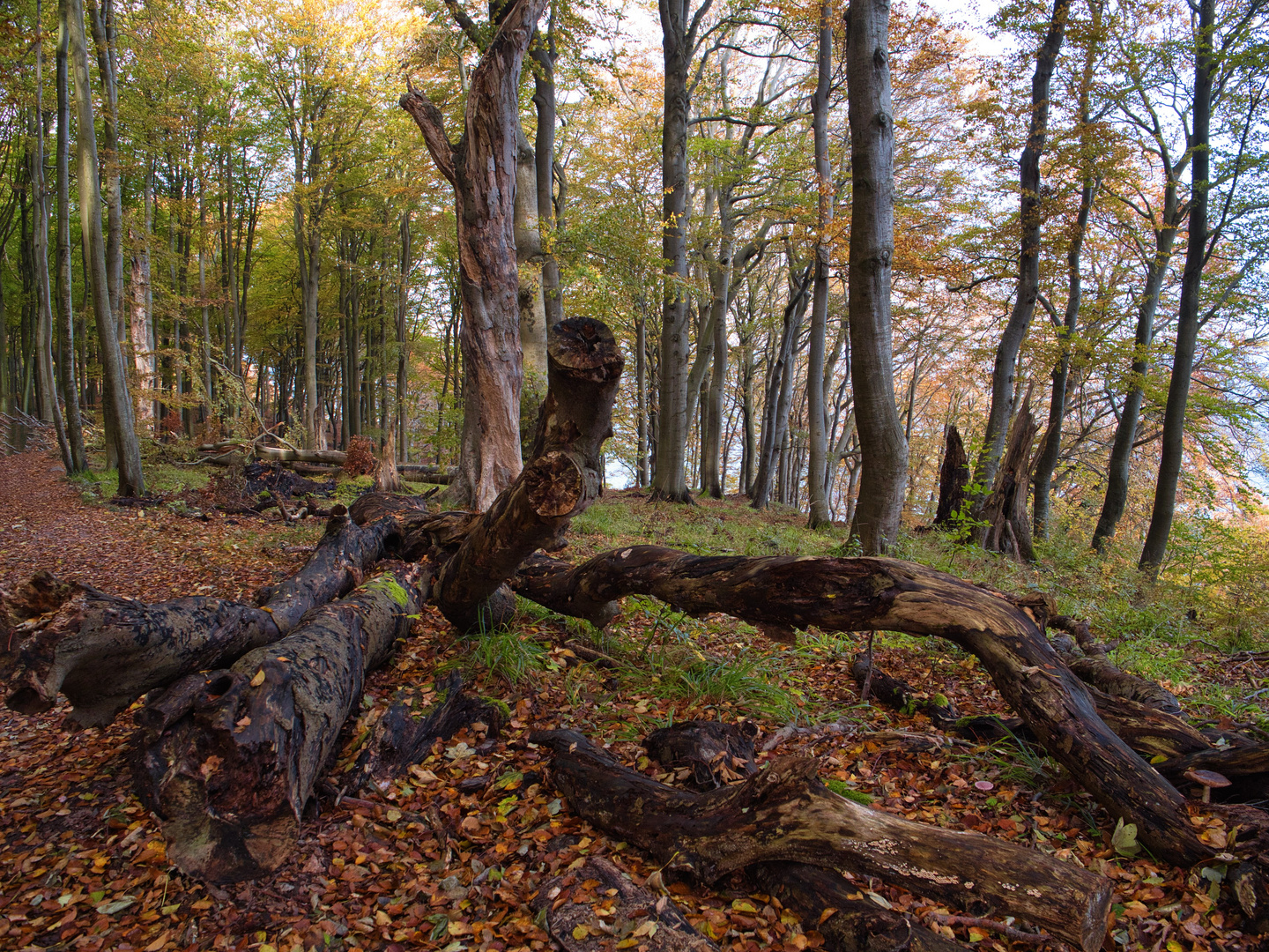 Im Nationalpark Jasmund