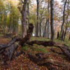 Im Nationalpark Jasmund