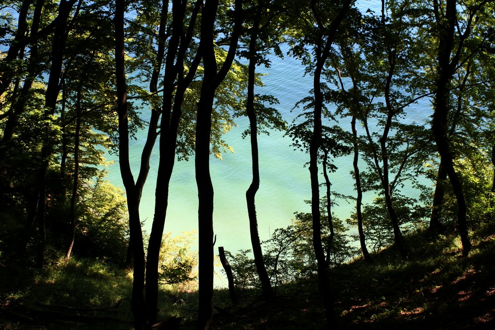 Im Nationalpark Jasmund, nahe den Wissower Klinken