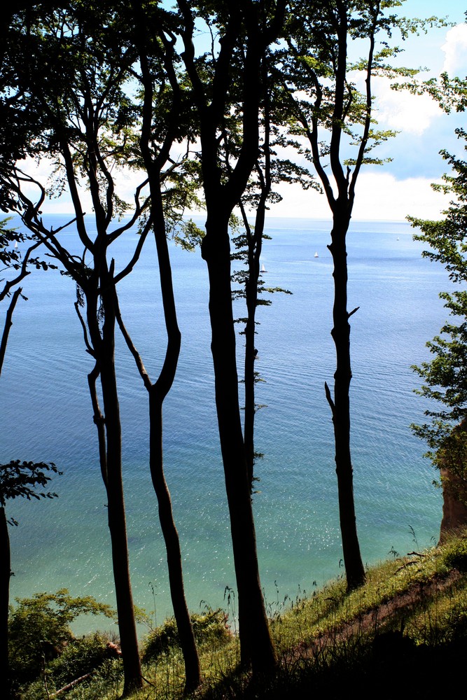 Im Nationalpark Jasmund / Rügen