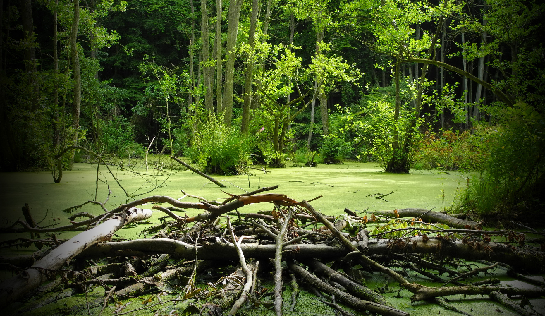 Im Nationalpark Sassnitz