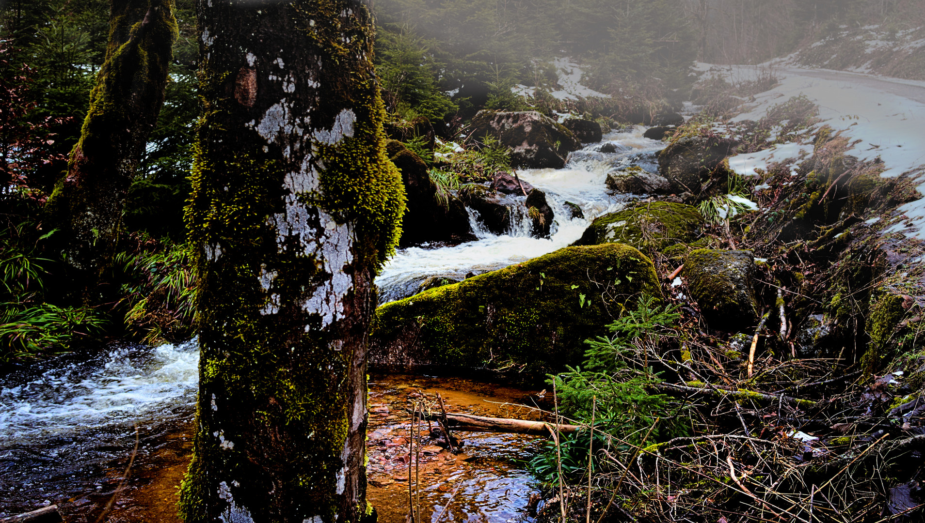 Im Nationalpark Schwarzwald