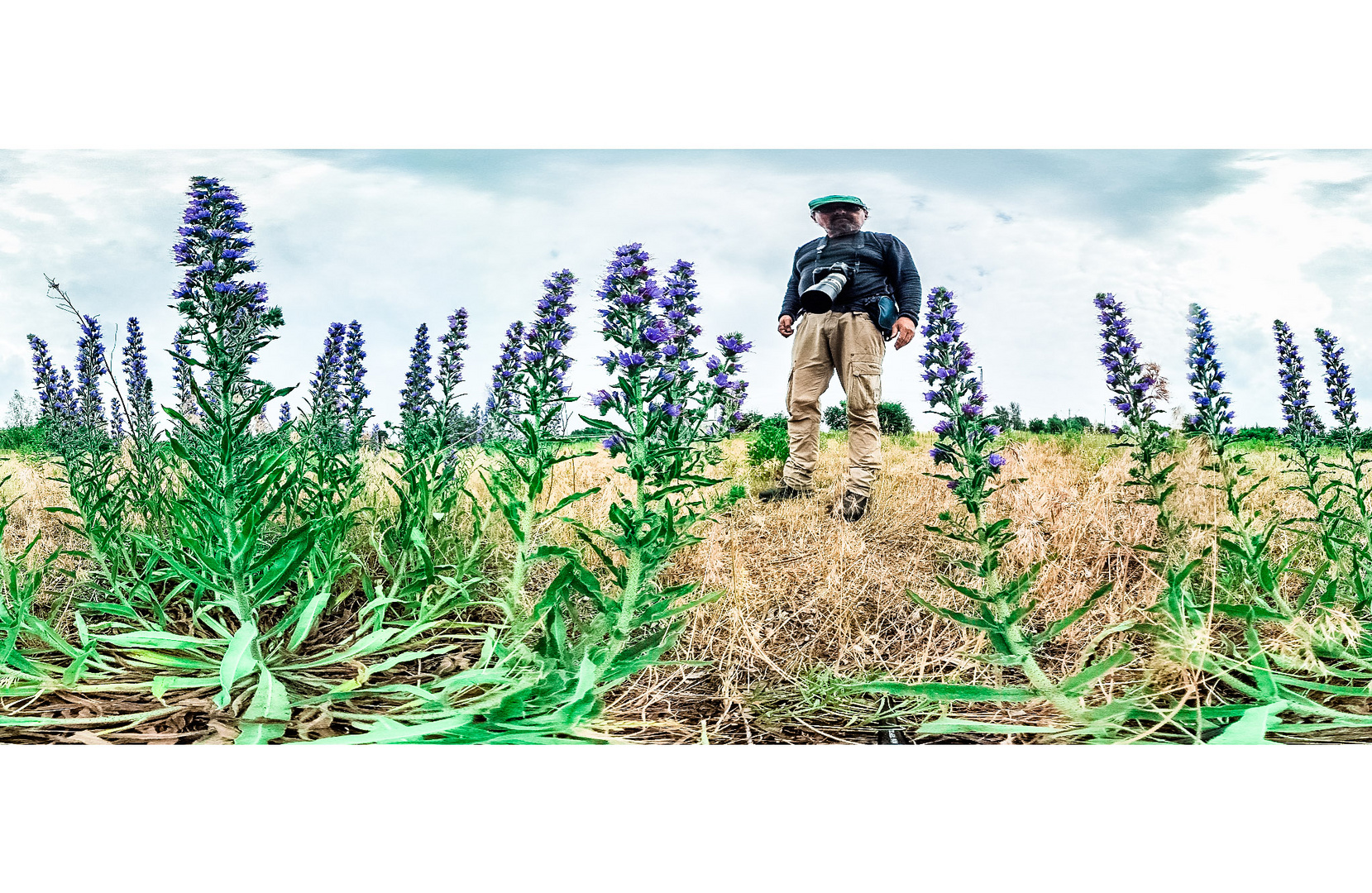 Im Natternkopf (Echium vulgare) unterwegs