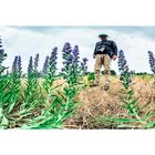 Im Natternkopf (Echium vulgare) unterwegs