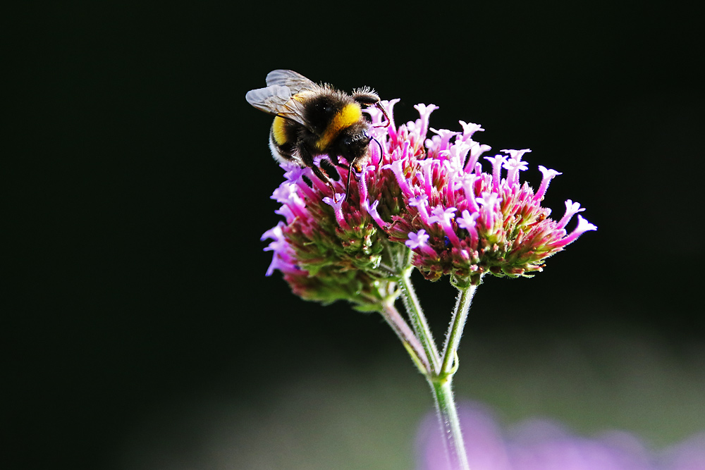 im "Natur-Studio"