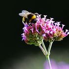 im "Natur-Studio"