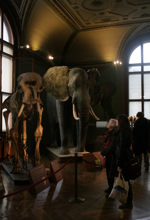 Im Naturhistorischen Museum