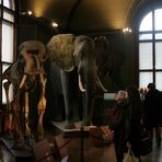 Im Naturhistorischen Museum