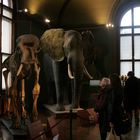 Im Naturhistorischen Museum