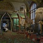 im naturhistorischen Museum in Wien