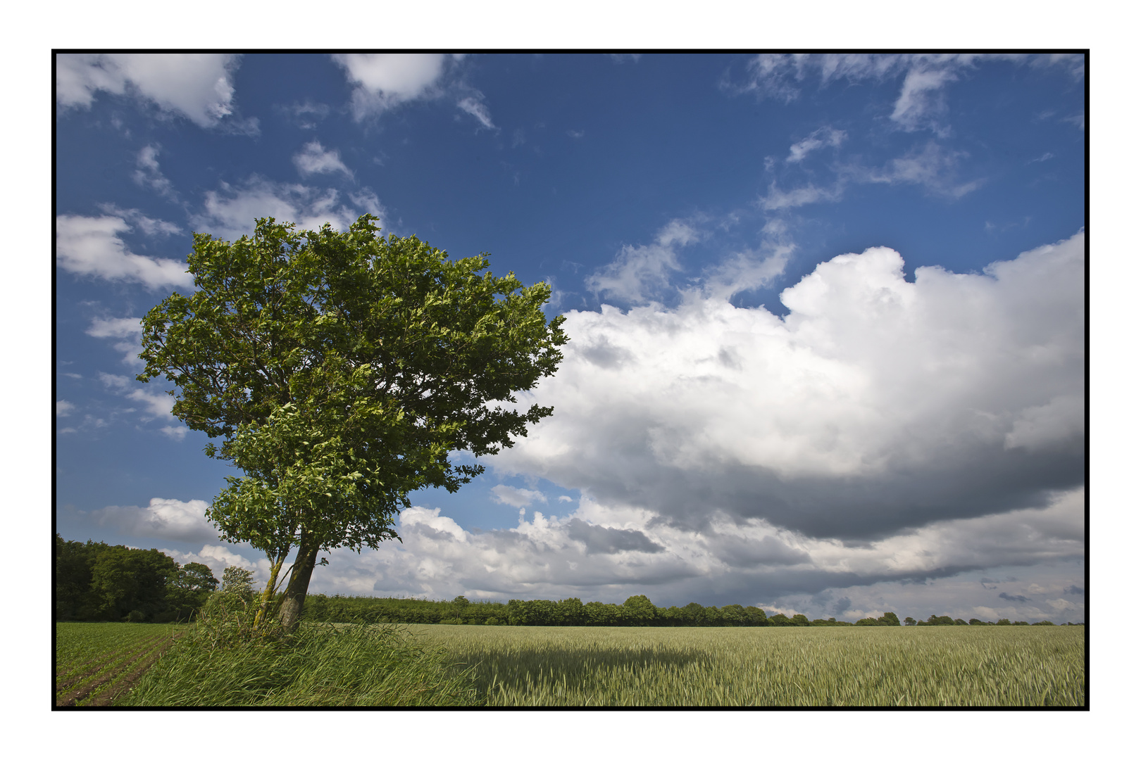 im Naturpark Aukrug 1