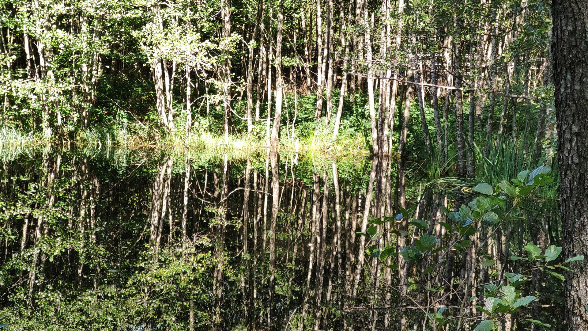 Im Naturpark Hunsrück-Hochwald