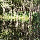 Im Naturpark Hunsrück-Hochwald