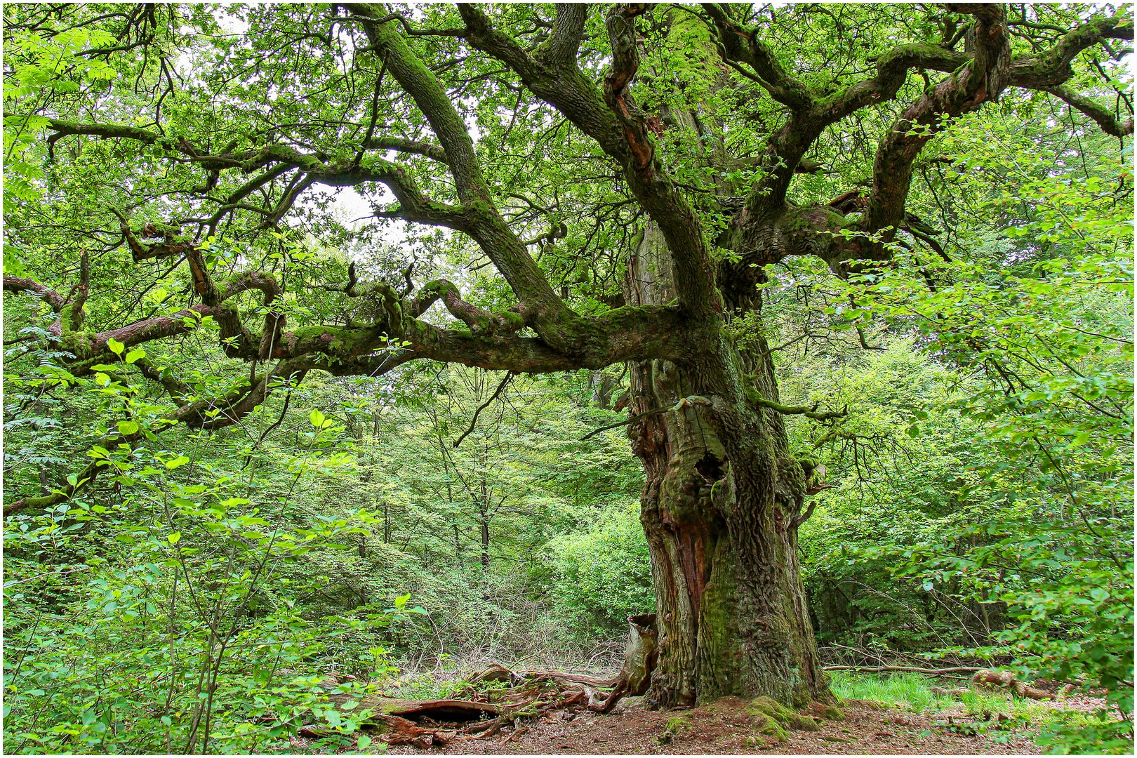 im Naturpark Reinhardswald