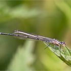 Im Naturpark Steinhuder Meer