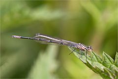 Im Naturpark Steinhuder Meer