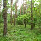 Im Naturpark Südheide