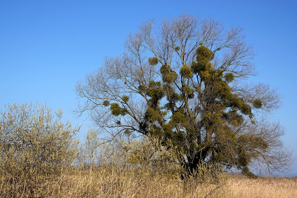 im Naturschutzgebiet.. Foto & Bild jahreszeiten, frühling, wasser