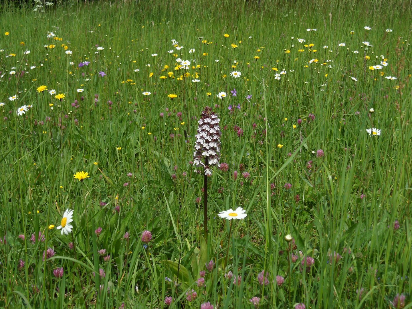 im Naturschutzgebiet