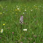 im Naturschutzgebiet