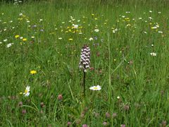 im Naturschutzgebiet