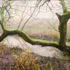 Im Naturschutzgebiet an der Unterelbe