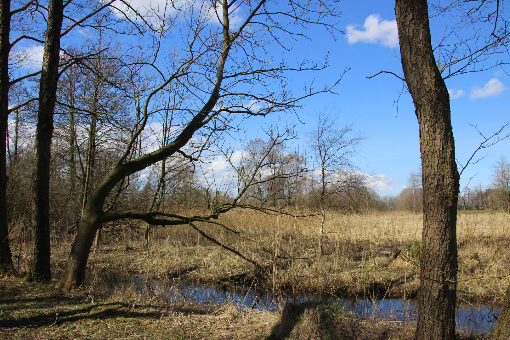 Im Naturschutzgebiet "Balksee und Randmoore"