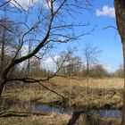 Im Naturschutzgebiet "Balksee und Randmoore"