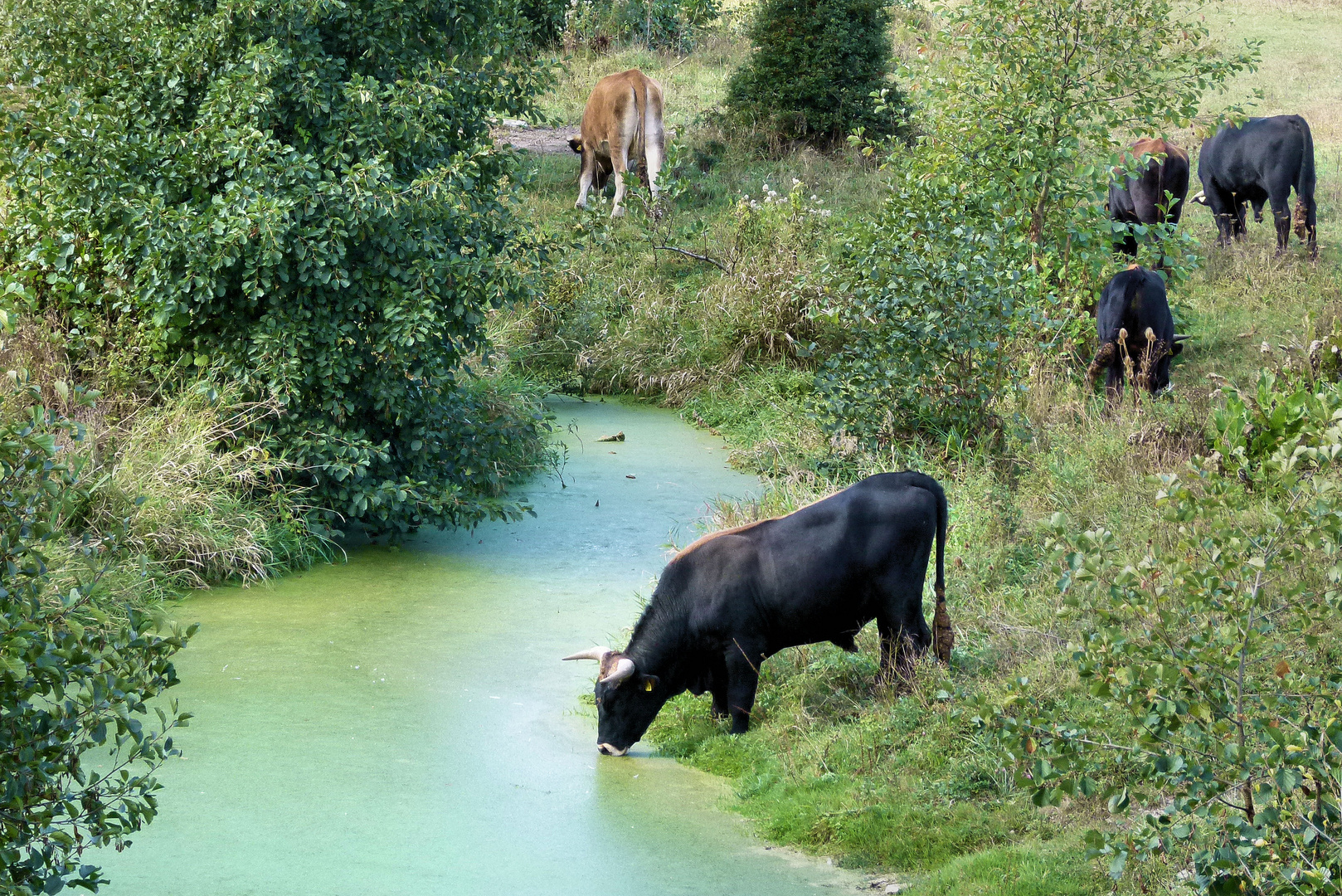 im Naturschutzgebiet Benninghausen Lippstadt