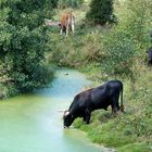 im Naturschutzgebiet Benninghausen Lippstadt