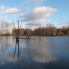 Im Naturschutzgebiet Bislicher Insel