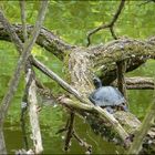 Im Naturschutzgebiet Essen-Heisingen