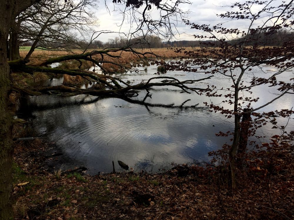 Im Naturschutzgebiet Riddagshausen