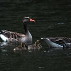 Im Naturschutzgebiet - Ruhe und Abstand bewahren 3