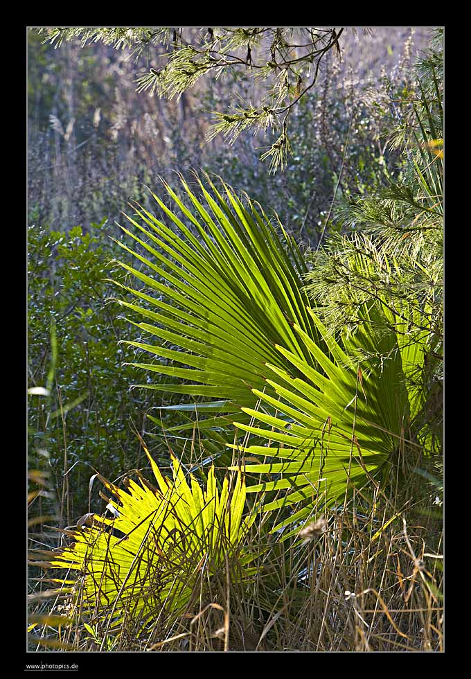 Im Naturschutzgebiet S'Albufera - Mallorca