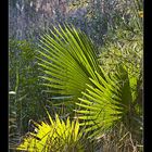 Im Naturschutzgebiet S'Albufera - Mallorca