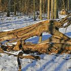 Im Naturschutzgebiet Spargrund mit dem Erlen-Eschenwald bleibt alles liegen...