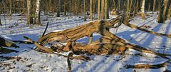 Im Naturschutzgebiet Spargrund mit dem Erlen-Eschenwald bleibt alles liegen...