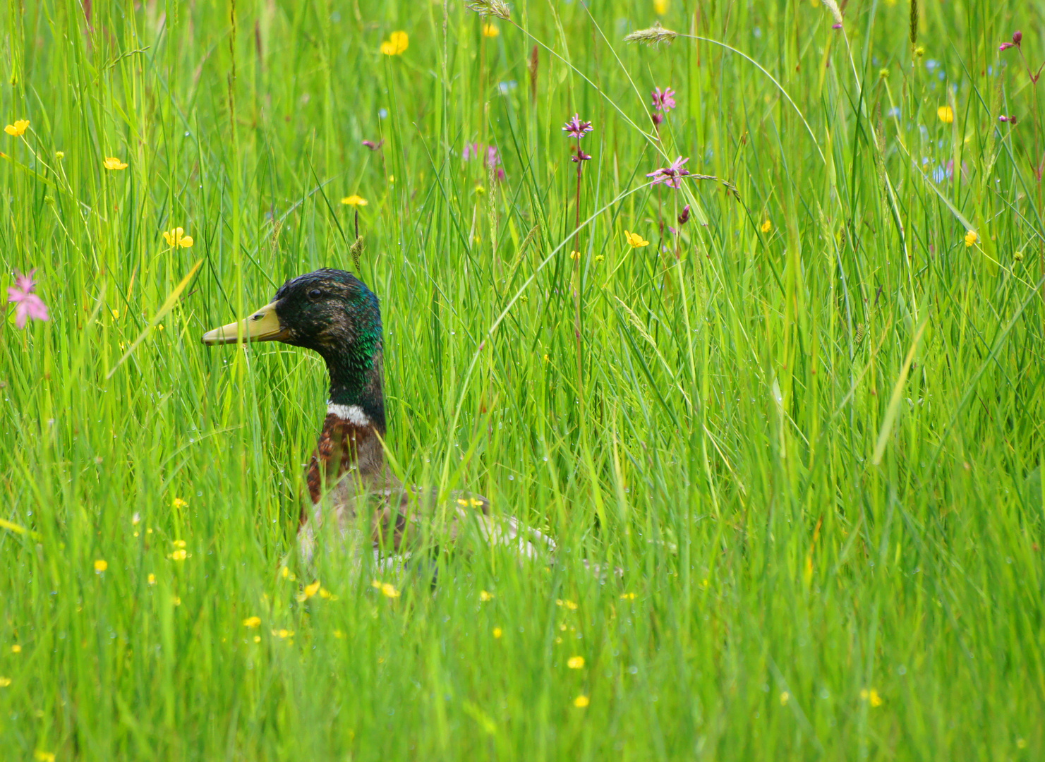 Im Naturschutzgebiet St.Georgen