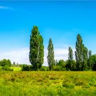 Im Naturschutzgebiet Weilbacher Kiesgruben 