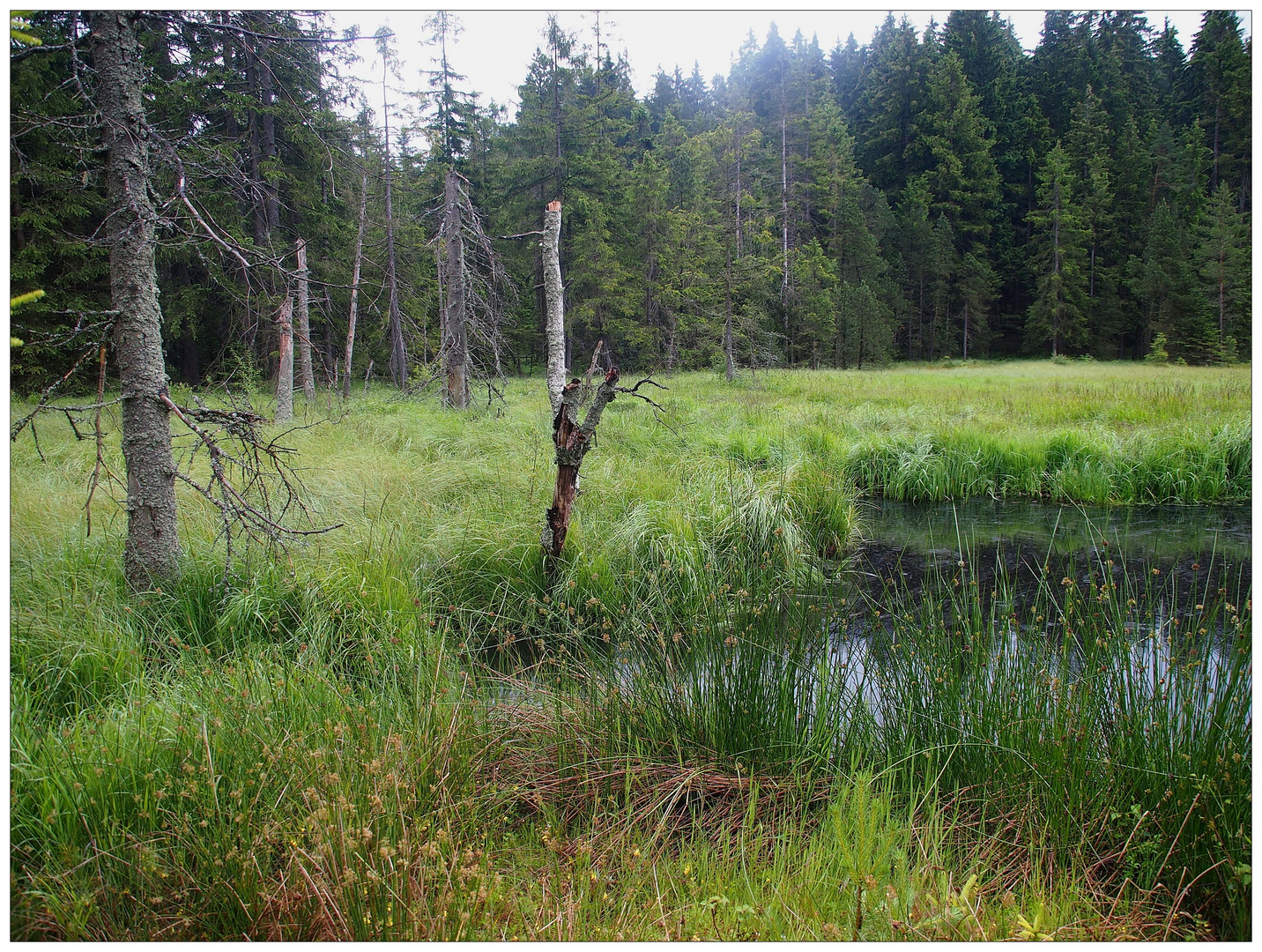 Im Naturwaldreservat Fichtelseemoor