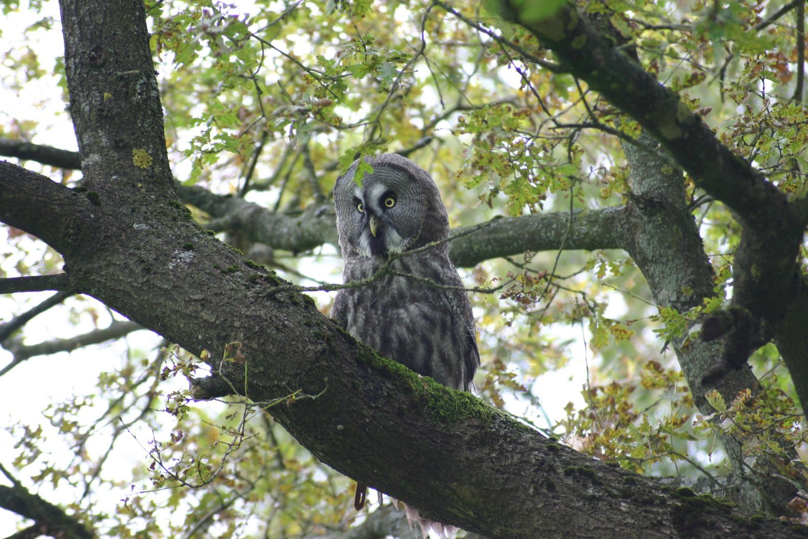 Im Naturwildpark Freisen