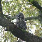 Im Naturwildpark Freisen