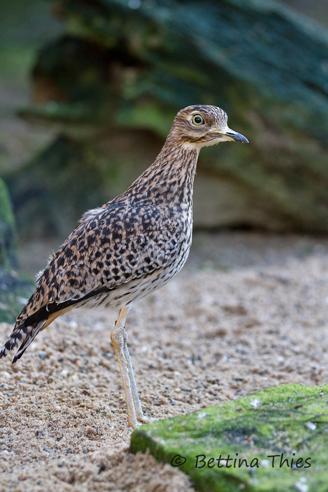 Im NaturZoo Rheine.......