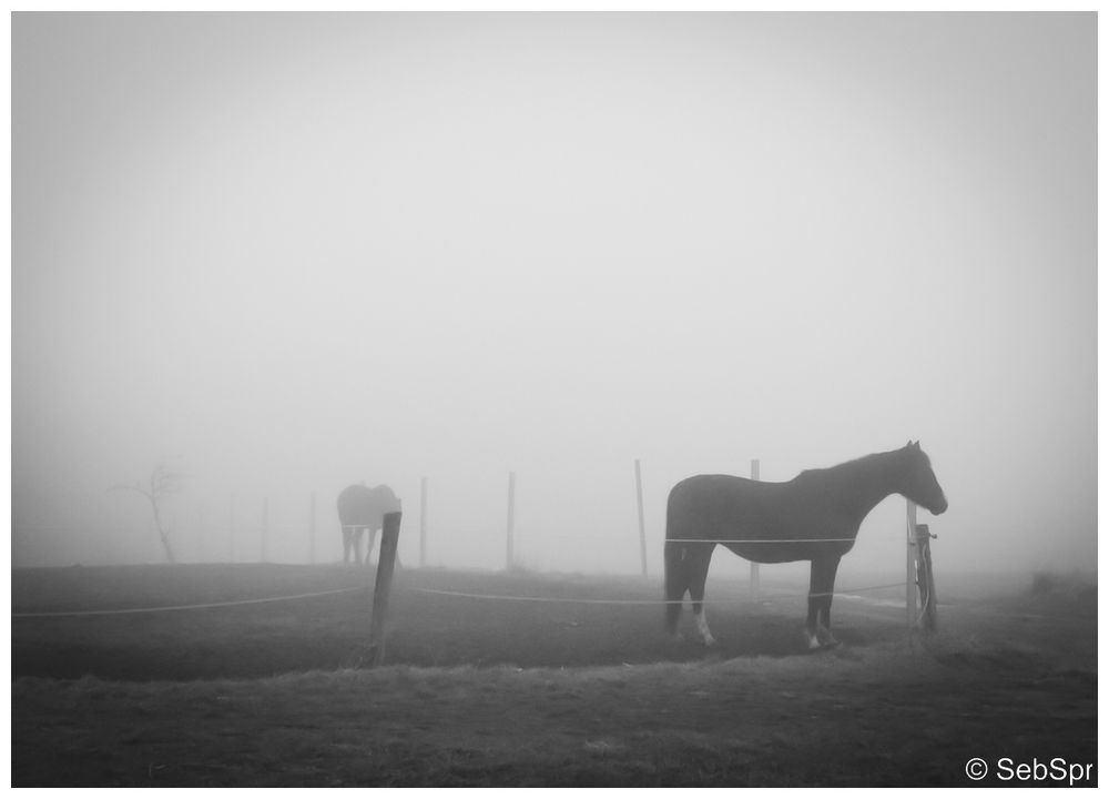 | Im Nebel |